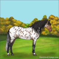 Horse Color:Brown Dun Appaloosa Rabicano 