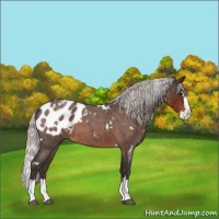 Horse Color:White Spotted Silver Brown Roan Splash Appaloosa 