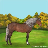 Horse Color:Silver Brown Appaloosa Rabicano 