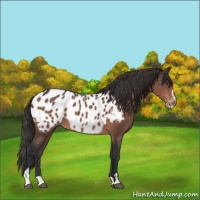 Horse Color:Brown Mushroom Sabino Appaloosa 