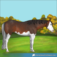 Horse Color:Brown Splash