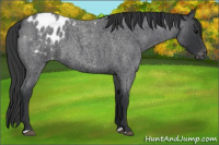 Horse Color:Blue Roan Blanket 