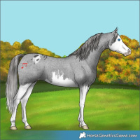 Horse Color:White Spotted Black Splash Varnish 