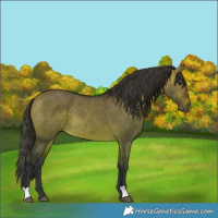 Horse Color:Bay Dun