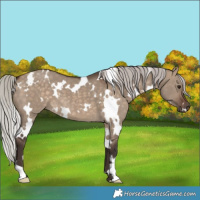 Horse Color:White Spotted Silver Brown Dun 
