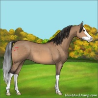 Horse Color:Bay Dun Splash