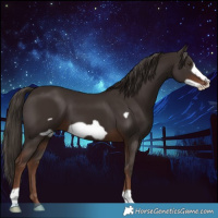 Horse Color:Liver Chestnut Frame 