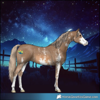 Horse Color:Chocolate Palomino Sabino 