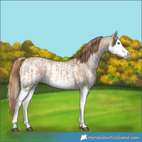 Horse Color:Red Dun Splash and White Spotted Red Dun Splash