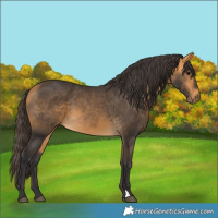 Horse Color:Buckskin 