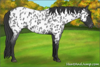 Horse Color:Blue Roan Near Leopard 