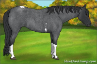 Horse Color:Blue Roan Tobiano