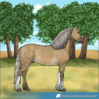 Horse Color:Silver Buckskin Dun Tobiano Rabicano 