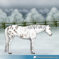 Horse Color:White Spotted Silver Grullo Tobiano Blanket