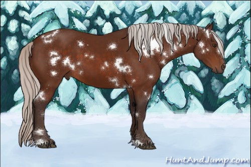 Horse Color:White Spotted Silver Brown Sabino 