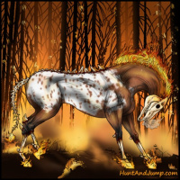 Horse Color:Bay Roan Appaloosa 