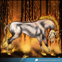 Horse Color:Bay Roan Appaloosa 