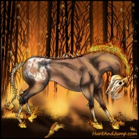 Horse Color:Bay Roan Appaloosa 