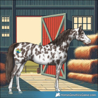 Horse Color:Liver Chestnut Sabino Appaloosa 