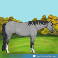 Horse Color:Grullo Chinchilla Roan 