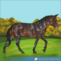 Horse Color:Brown Sabino