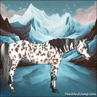 Horse Color:Brown Appaloosa 