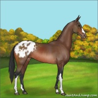 Horse Color:Bay Appaloosa Rabicano 