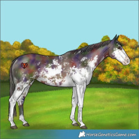 Horse Color:Nacre Liver Chestnut Sabino Rabicano 