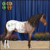 Horse Color:Bay Roan Appaloosa 