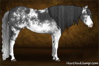 Horse Color:Black Sabino Splash 