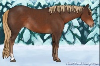 Horse Color:Liver Chestnut Sabino Rabicano 