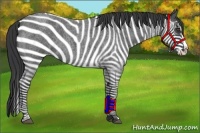 Horse Color:Blue Roan Splash 