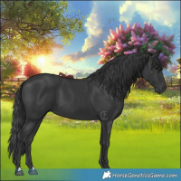 Horse Color:Black 