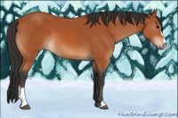 Horse Color:Bay Sabino