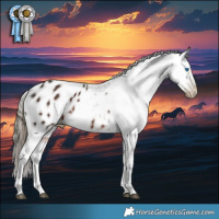 Horse Color:Gray White Spotted Liver Chestnut Pearl Splash Appaloosa Rabicano  and Gray White Spotted Liver Chestnut Mushroom Tobiano Appaloosa Rabicano 