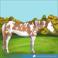 Horse Color:White Spotted Chestnut Splash 