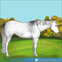 Horse Color:Gray Smoky Black Splash 