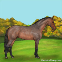 Horse Color:Bay Roan 