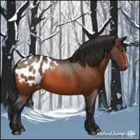 Horse Color:Bay Appaloosa 
