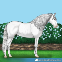 Horse Color:Silver Bay Splash Appaloosa 