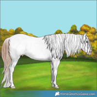 Horse Color:Classic Champagne Sabino Splash Appaloosa 