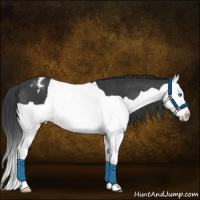 Horse Color:Black Splash Appaloosa 