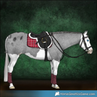 Horse Color:Black Splash Appaloosa 