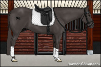 Horse Color:Smoky Black 