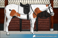 Horse Color:Bay Splash Tobiano