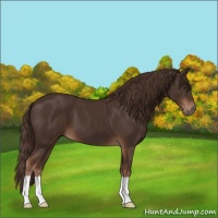 Horse Color:Liver Chestnut 