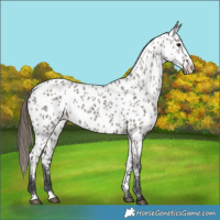 Horse Color:Grullo Appaloosa 