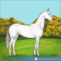 Horse Color:Grullo Appaloosa 