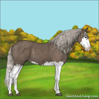 Horse Color:Silver Black Splash 