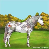 Horse Color:Nacre White Spotted Silver Grullo Splash Rabicano 